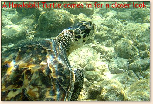 Sea Turtle