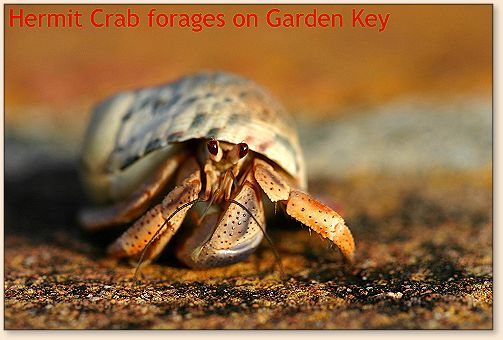 Hermit Crab
