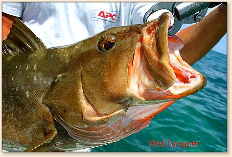 Red Grouper