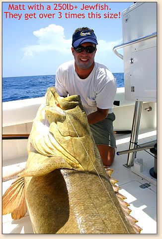 Good Sized Jewfish