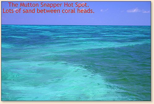 Sand Patches and Coral