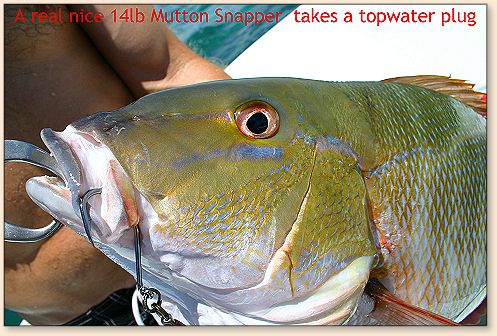 Mutton Snapper