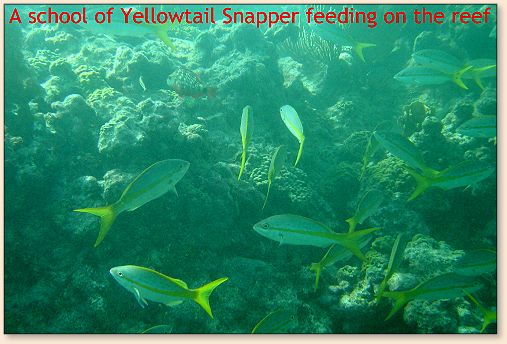 Schooling Yellowtails