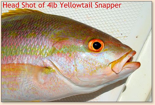 Yellowtail Head Shot