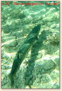 Barracuda