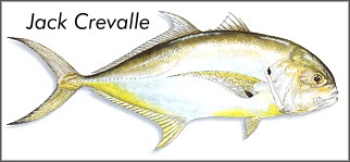 Jack Crevalle