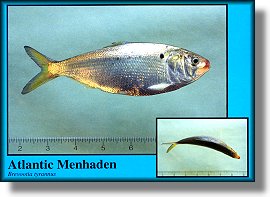 Menhaden