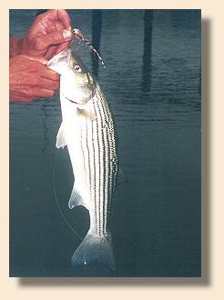 Mud Flat Striper
