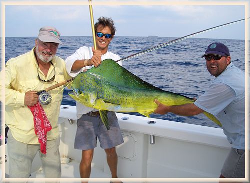 Big dolphin fish