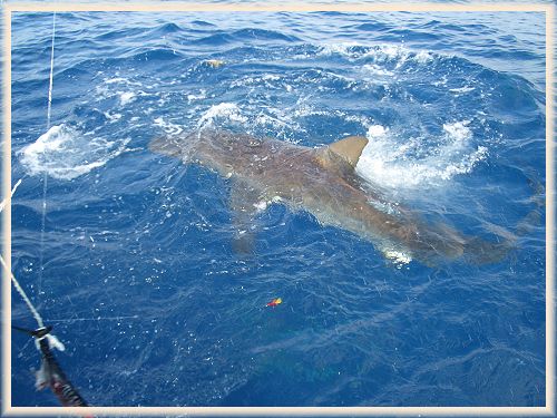 Shark