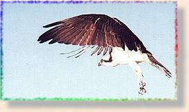Osprey