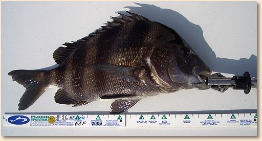 Sheepshead
