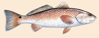 Red Drum