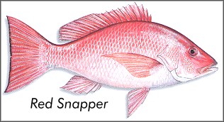 Red Snapper