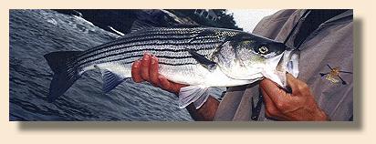 Striper