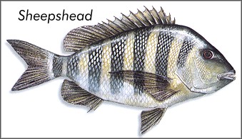 Sheepshead