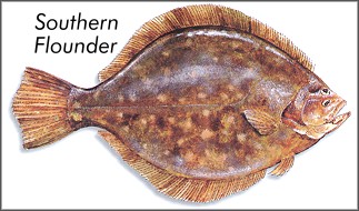 Southern Flounder
