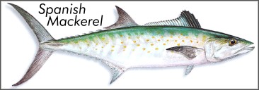 Spanish Mackerel