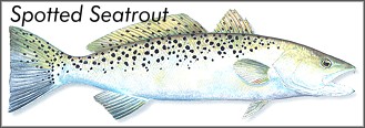 Spotted Seatrout
