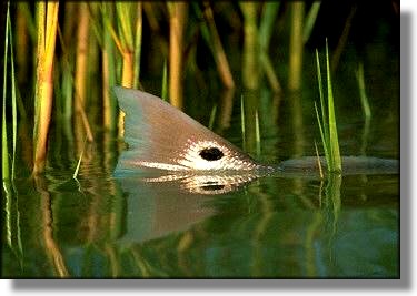 Tailing Redfish