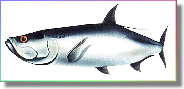 Tarpon