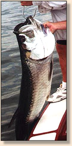 Unc's Tarpon