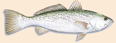 Weakfish