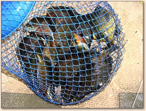 basket of bluegills