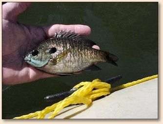 Bluegill