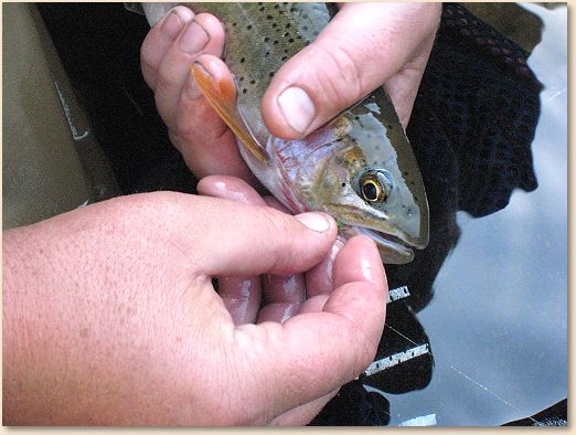 Fish in hand