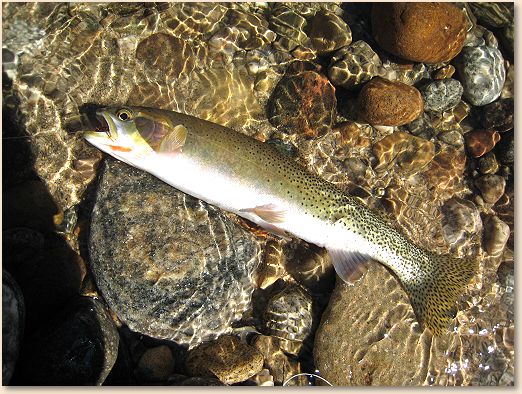 Selway Cutthroat