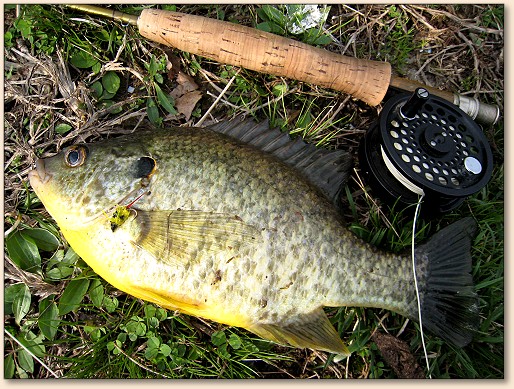 Red Ear Sunfish