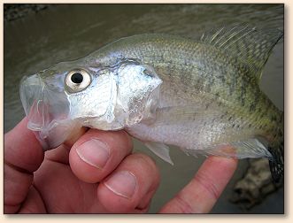 small crappie