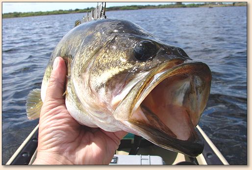 Bass