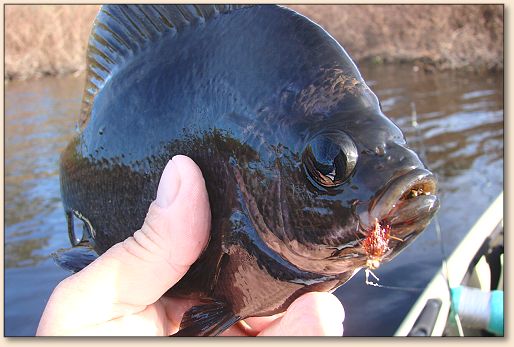 Bluegill