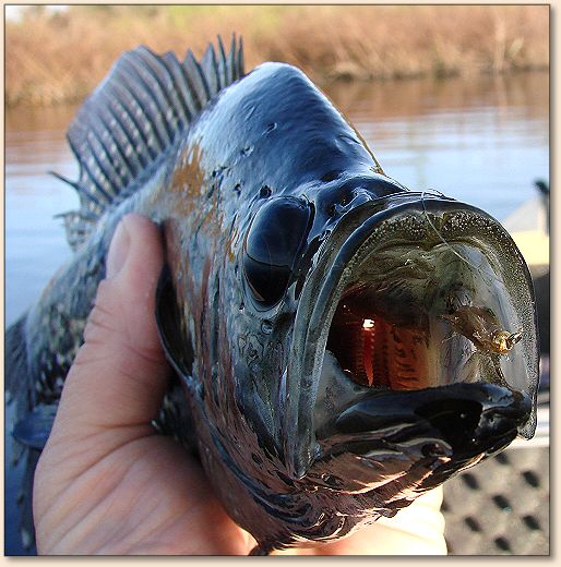 Speckled perch/crappie