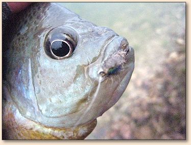 Nice Gill