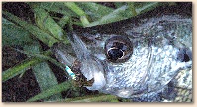 Black Crappie
