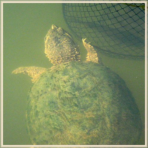 SNAPPER APPROACH