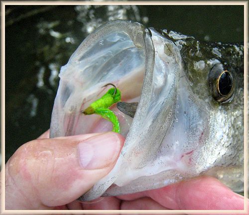 CRAPPIE MOUTH