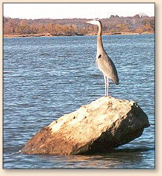 Patient Fisher
