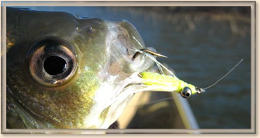 Crappie Candy Thief