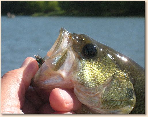 Joes Bass