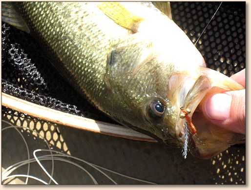 Joes Bass