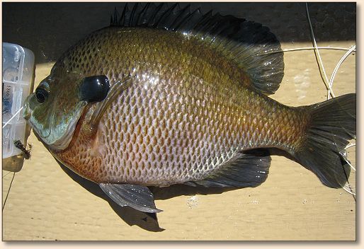 Hog Gill