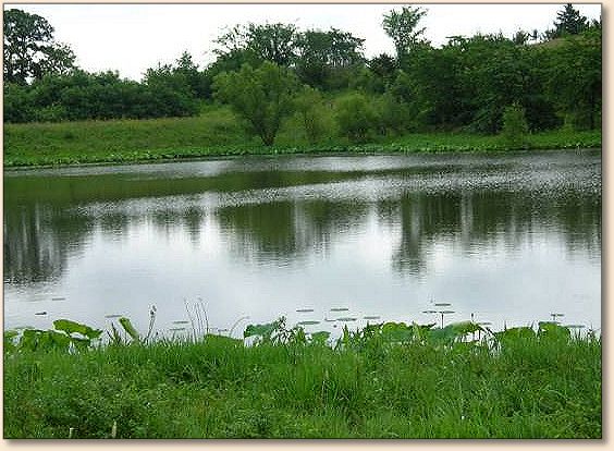 Pond