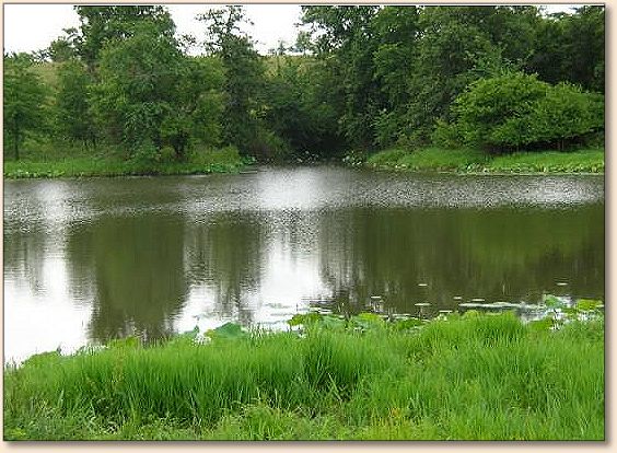Pond