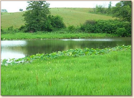 Pond