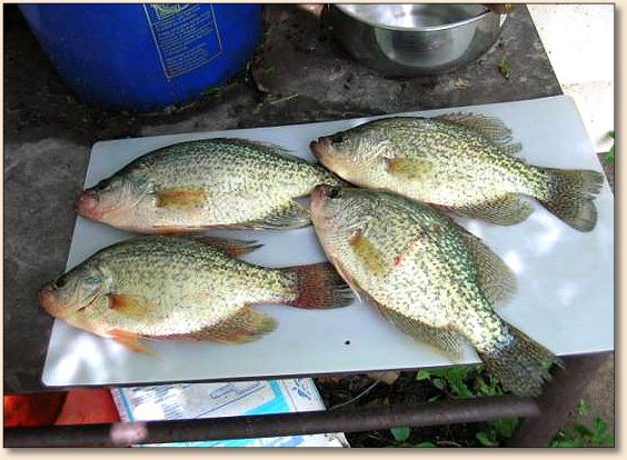 Crappie