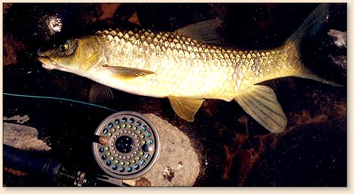 Yellowfish